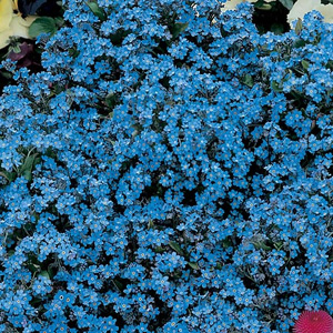 Unbranded Forget-Me-Not Spring Symphony Blue Seeds