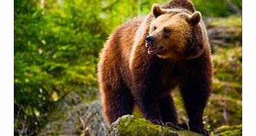Unbranded Four Night Bear Tracking Adventure in Romania