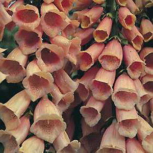 Unbranded Foxglove Apricot Seeds