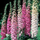 Unbranded Foxglove Excelsior Hybrids Mixed Seeds