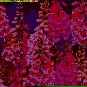 Flowers in summer to give yellow pink and peach tones to exposed sites.