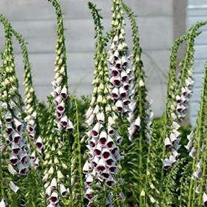 This variety of Foxglove produces stout  strong spires of creamy white flowers with attractive throa