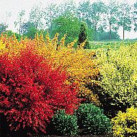 Fragrant Broom Garden