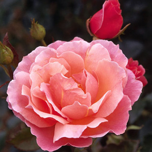Unbranded Fragrant Delight  Floribunda Rose