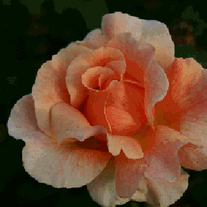 A lovely Hybrid Tea rose with strong fragrance and attractive apricot/salmon veined blooms.