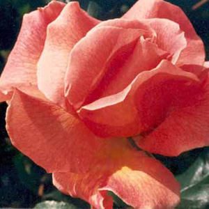 Unbranded Fragrant Dream Hybrid Tea Rose