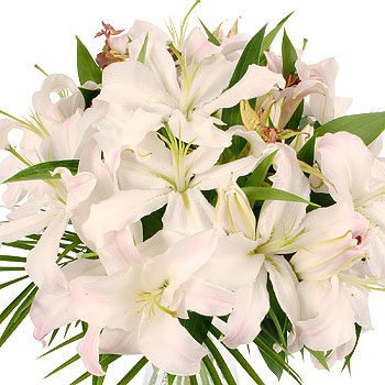 flowers pictures lilies. White Lilies - flowers