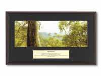 Unbranded Framed print titled `Rainforest`, 710mm x 480mm,