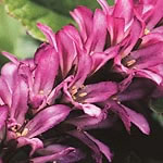 A charming perennial with bushy rosettes of soft  hairy leaves from which arise tall  delicate  red-