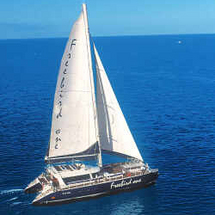 Experience a luxury cruise aboard a small and exclusive catamaran. See whales and dolphins or perhap