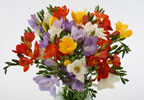 Unbranded Freesia and Rose Bouquet
