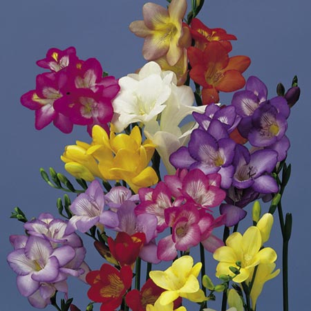 Unbranded Freesia Dobies Coloured Hybrids Seeds 20 Seeds