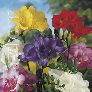 This variety of double freesias produces a range mixed coloured fragrant flowers.
