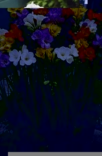 Unbranded Freesia Fragrant Flowering x 25 bulbs