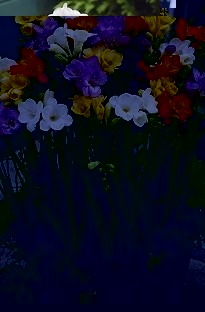 Unbranded Freesia Fragrant Flowering x 25 bulbs