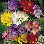 Unbranded Freesia Mixed Corms 405181.htm