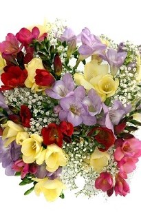 Unbranded Freesia Rhapsody