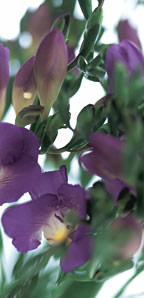 Freesias- Box of 30- Purple