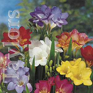 The single mixed is an excellent selection of popular varieties and mixes.