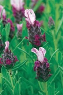 Unbranded French Lavender Kew Red x 1 Litre Pot
