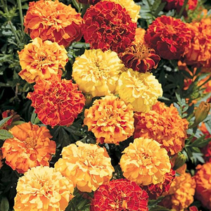 A vigorous grower  with large  weather-resistant flowers  in combinations of red  yellow and gold sh