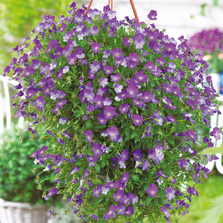 Unbranded Friolina Cascadiz Twin Pack Pack of 12 Pot Ready