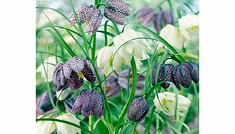 Unbranded Fritillaria Bulbs - Meleagris