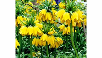 Unbranded Fritillaria imperialis Bulbs - Maxima Lutea