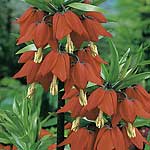 Unbranded Fritillaria Prolifera
