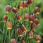 Unbranded Fritillaria Uva-vulpis