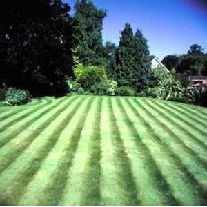 Unbranded Front Lawn-no Ryegrass 25kg