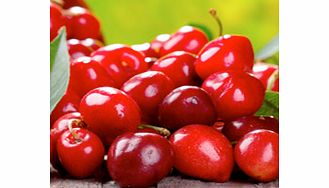 Unbranded Fruit Me Tree - Cherry Me