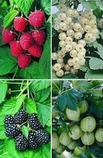 Unbranded Fruit Sampler Collection x 5 mixed plants