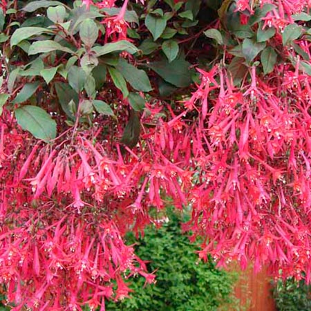 Unbranded Fuchsia Explosion Plants Pack of 12 Pot Ready