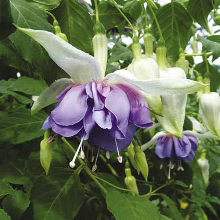 Unbranded Fuchsia Giant Double Flowered Plants - WHITE