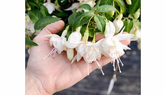 Unbranded Fuchsia Giant Double-flowered Trailing Plants -