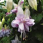 Unbranded Fuchsia Giant Double Flowered Trailing Plants