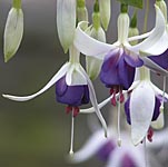 Unbranded Fuchsia Hardy Collection Plants 400861.htm