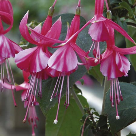Unbranded Fuchsia Hardy Varieties Plant Collection 5