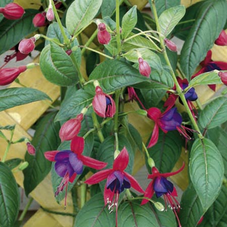 Unbranded Fuchsia Lady Boothby Plants Pack of 12 Pot Ready