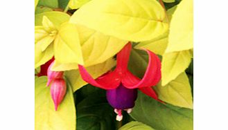 Unbranded Fuchsia Plant - Brians Joy