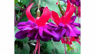Unbranded Fuchsia Plants - Giant Double-flowered Trailing