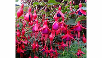 Unbranded Fuchsia Plants - Hardy Collection