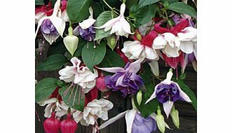 Unbranded Fuchsia Plants - Trailing Collection