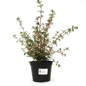 Unbranded Fuchsia Riccartonii