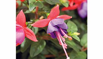 Unbranded Fuchsia Standard Plant - Beckie Lou