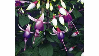 Unbranded Fuchsia Standard Plant - Ellebel