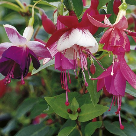 Unbranded Fuchsia Trailing Collection Plants Pack of 5 Pot