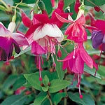 Unbranded Fuchsia Upright and Trailing Collection Plants