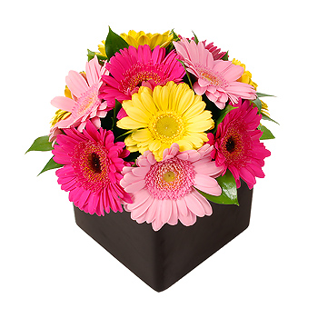 Unbranded Funky Black Gerbera Cube - flowers